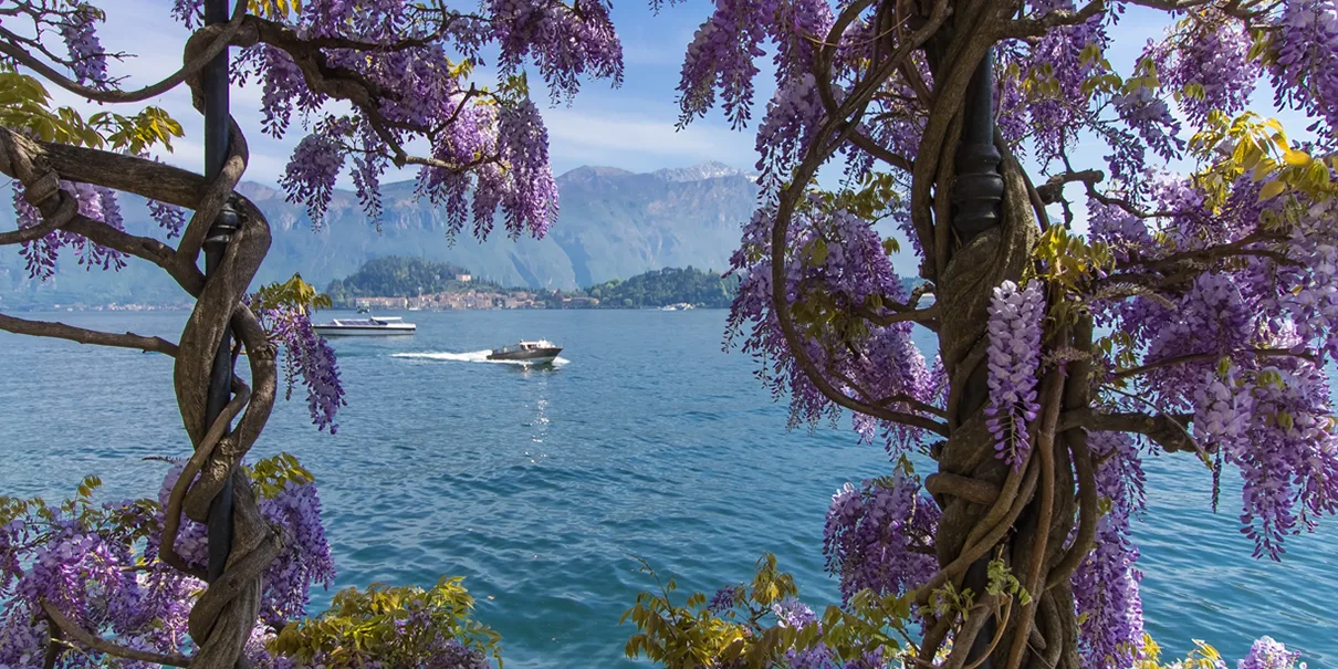 lumina-cover-homepage-1